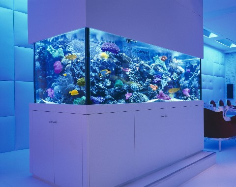 marine-aquarium-image