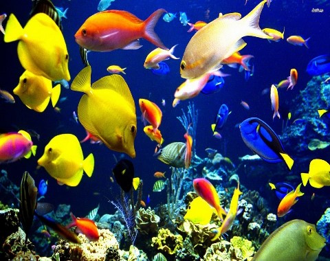 tropical-aquarium-image