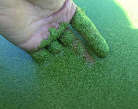 pond-algae-image
